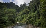 世界遺産　スマトラの熱帯雨林遺産